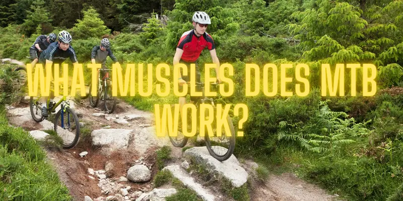 what muscles does mountain biking work